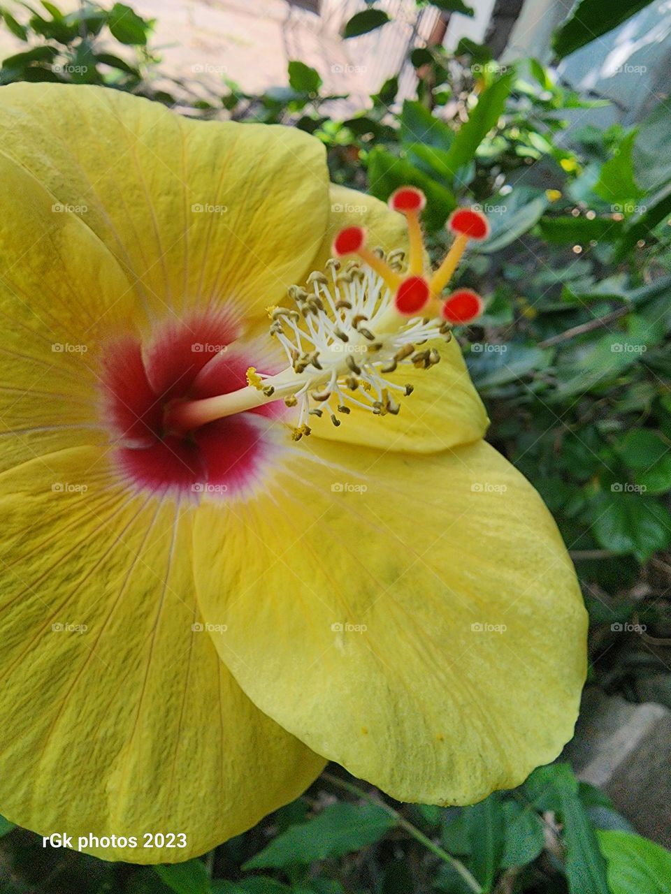 Hibiscus Amarillo