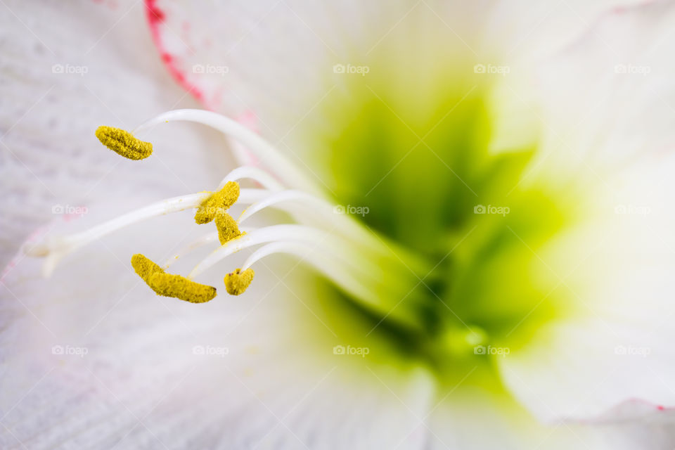 Inside the Amaryllis 