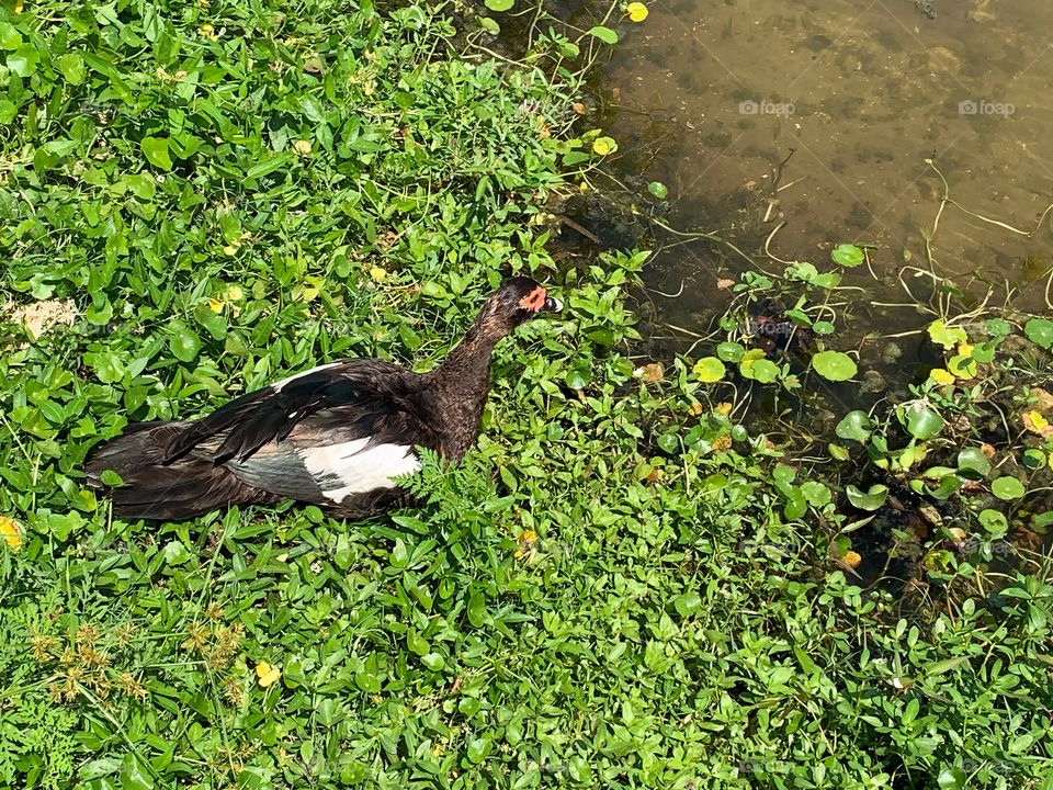 Colorful And Gorgeous Duck Hanging out In The Park Pond Vegetation Under The Sun In The City.