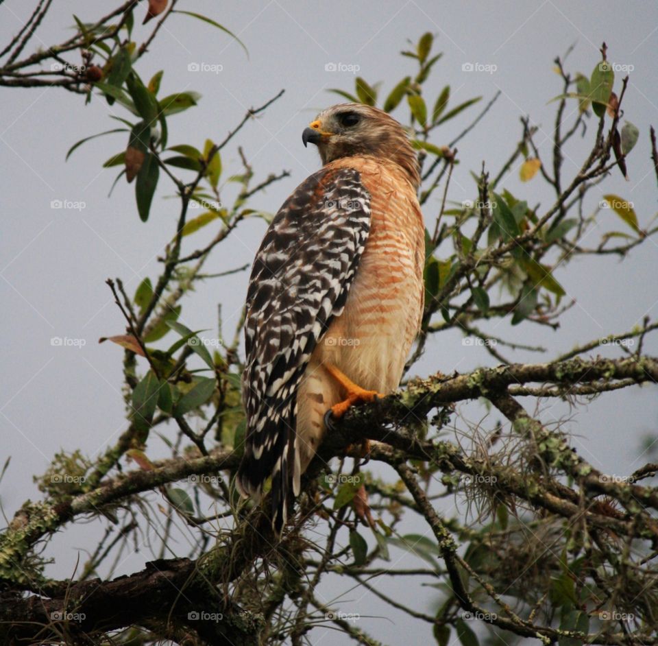 wild falcon perched in a tree