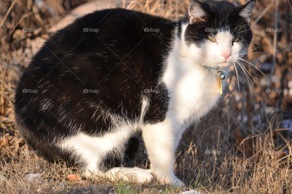 fancy cat with a bell
