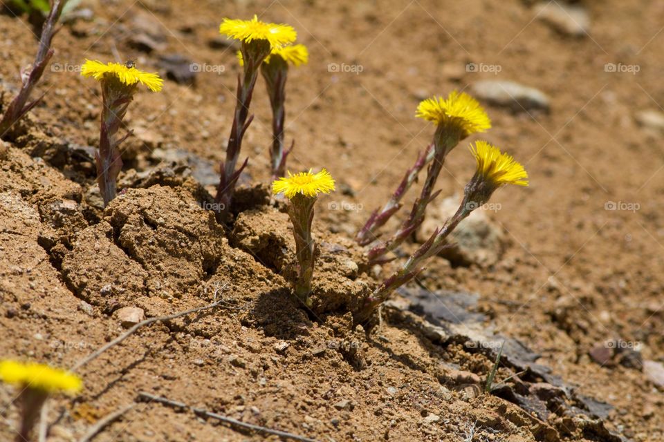 tusilago an esrly spring flower