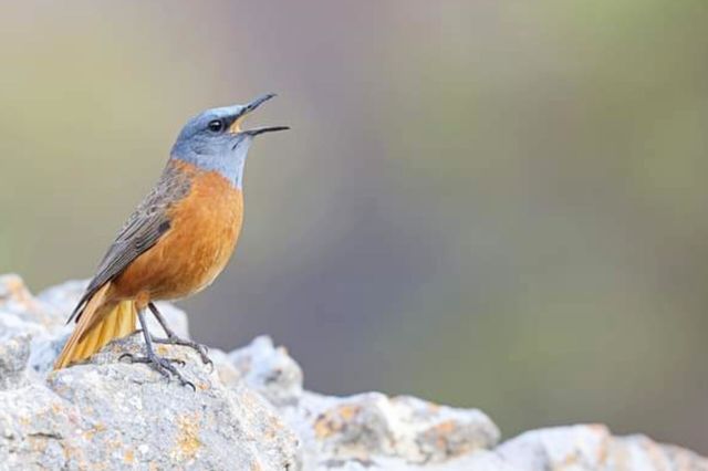 bird