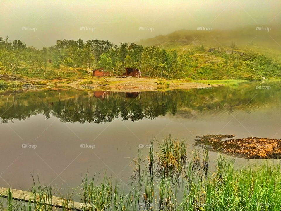 Forest view in Narvik