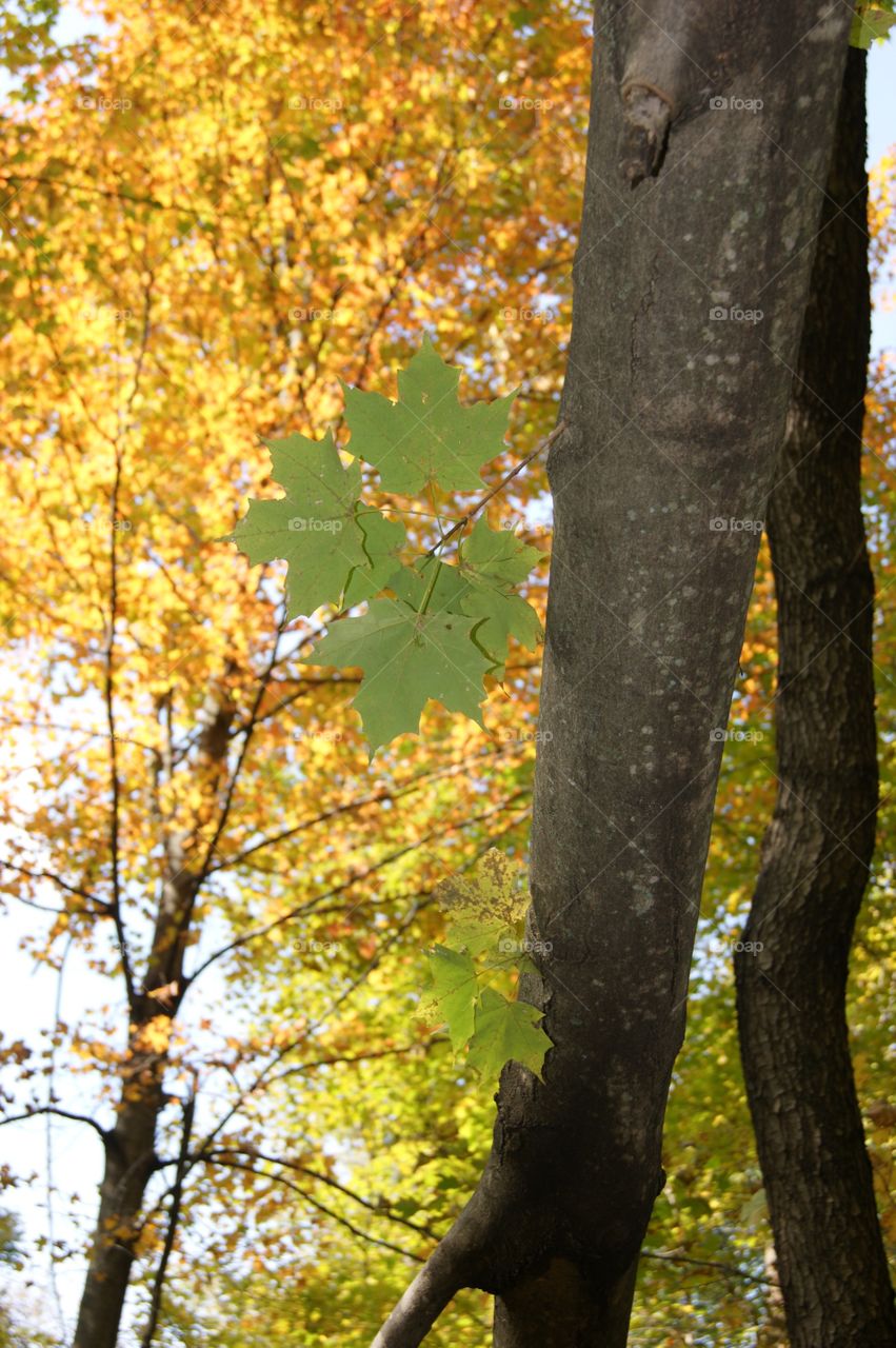 Green leaves in autumn 