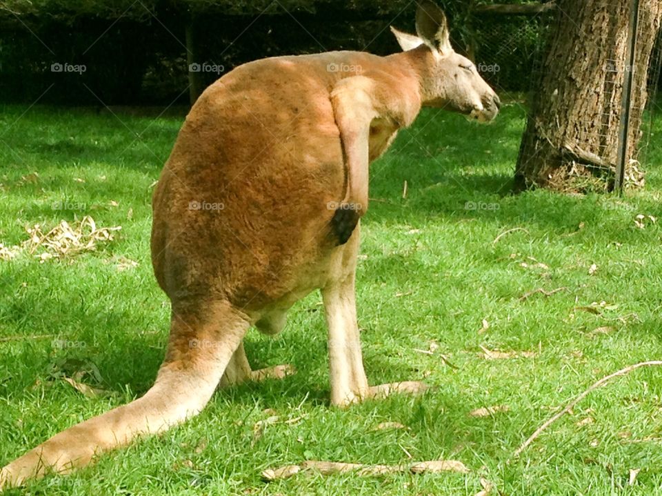 Kangaroo, Australia 