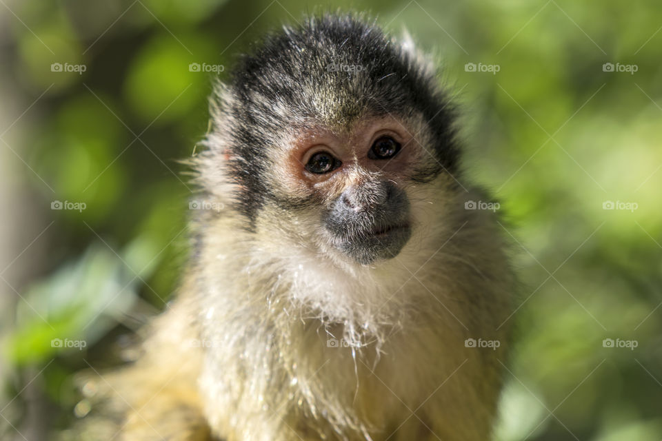 Close Up Of A Black-Capped Squirrel Monkey