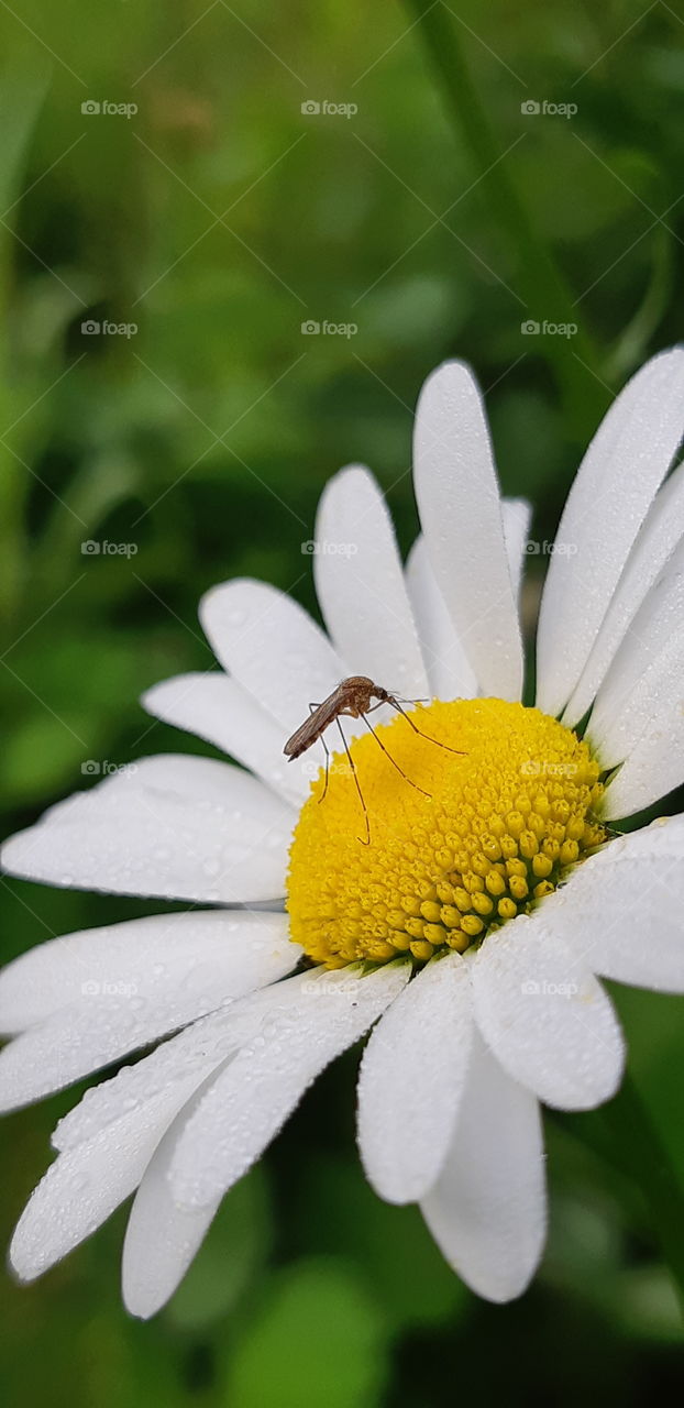 the mosquito and the flower