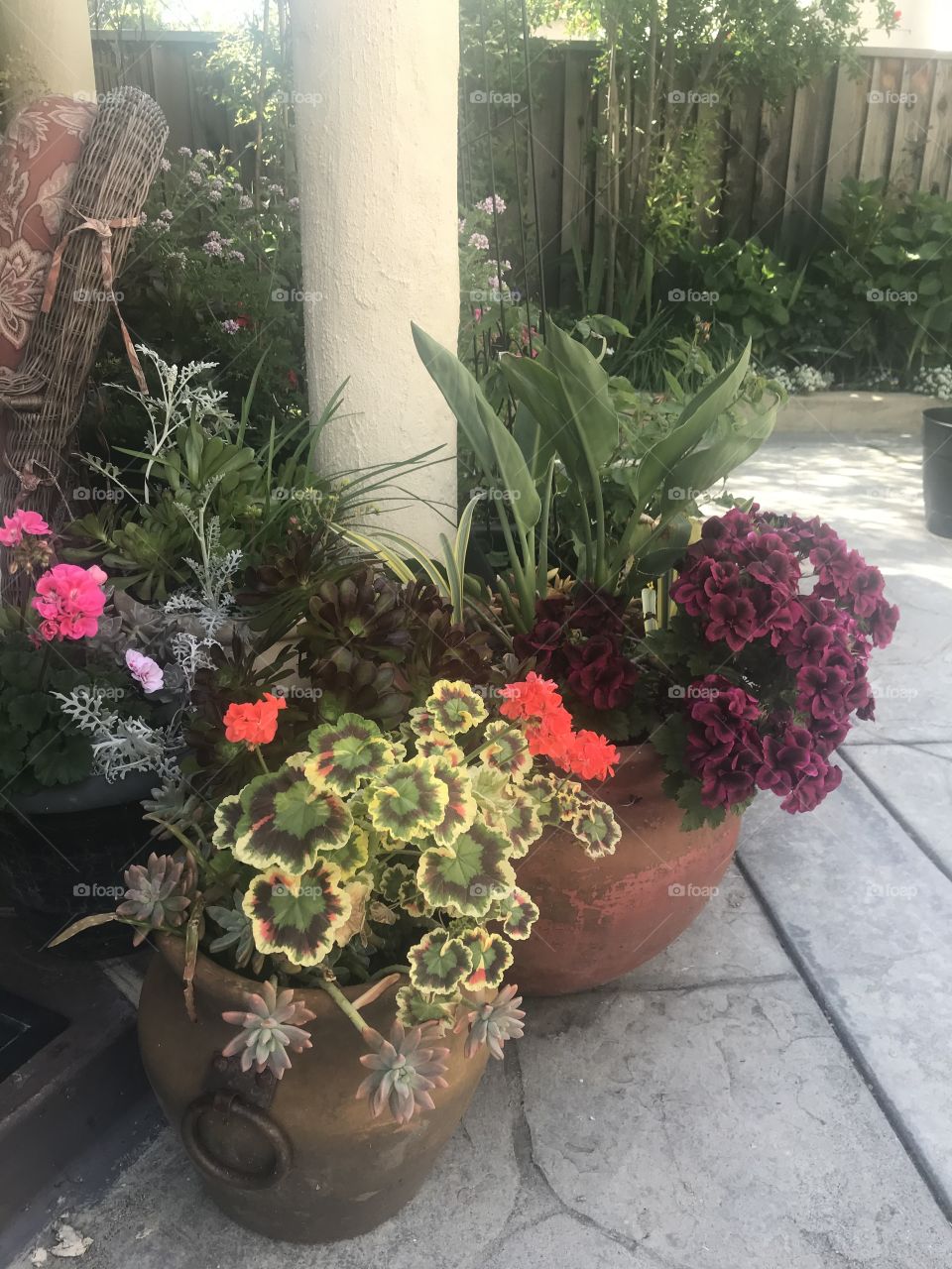 Colorful geraniums in pots 