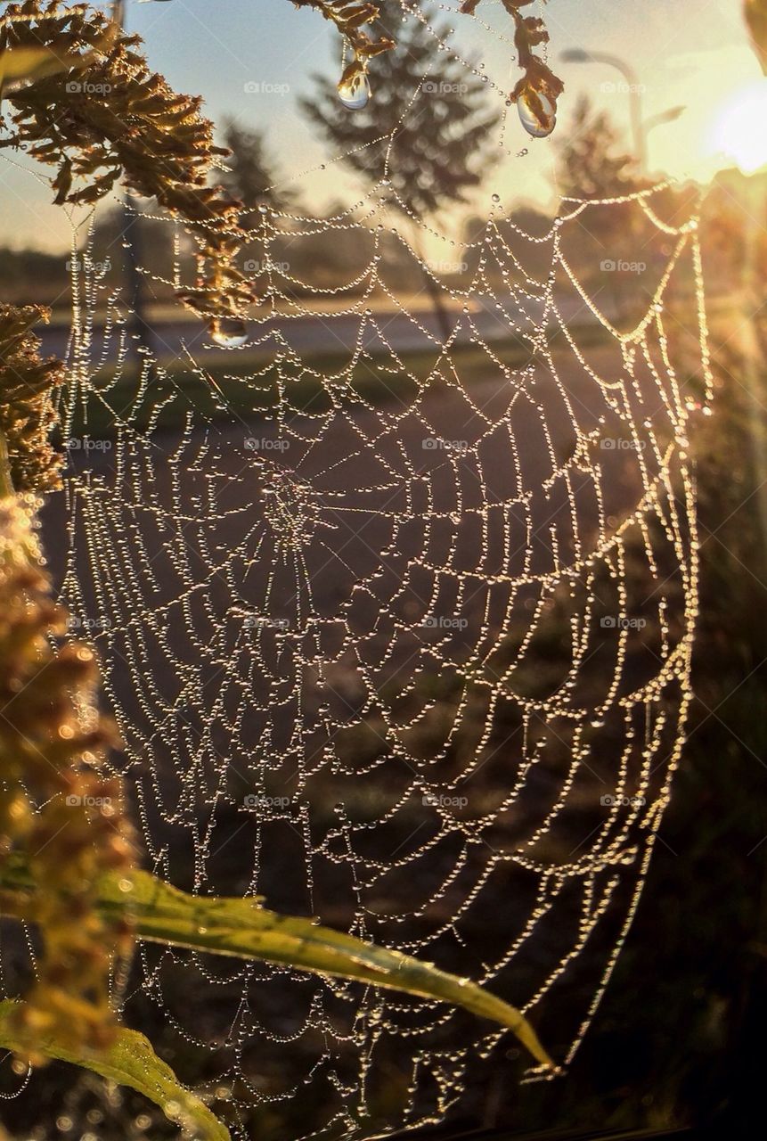 Close-up of spiderweb