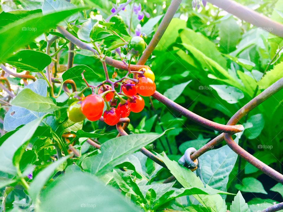Tiny Tomato Plant