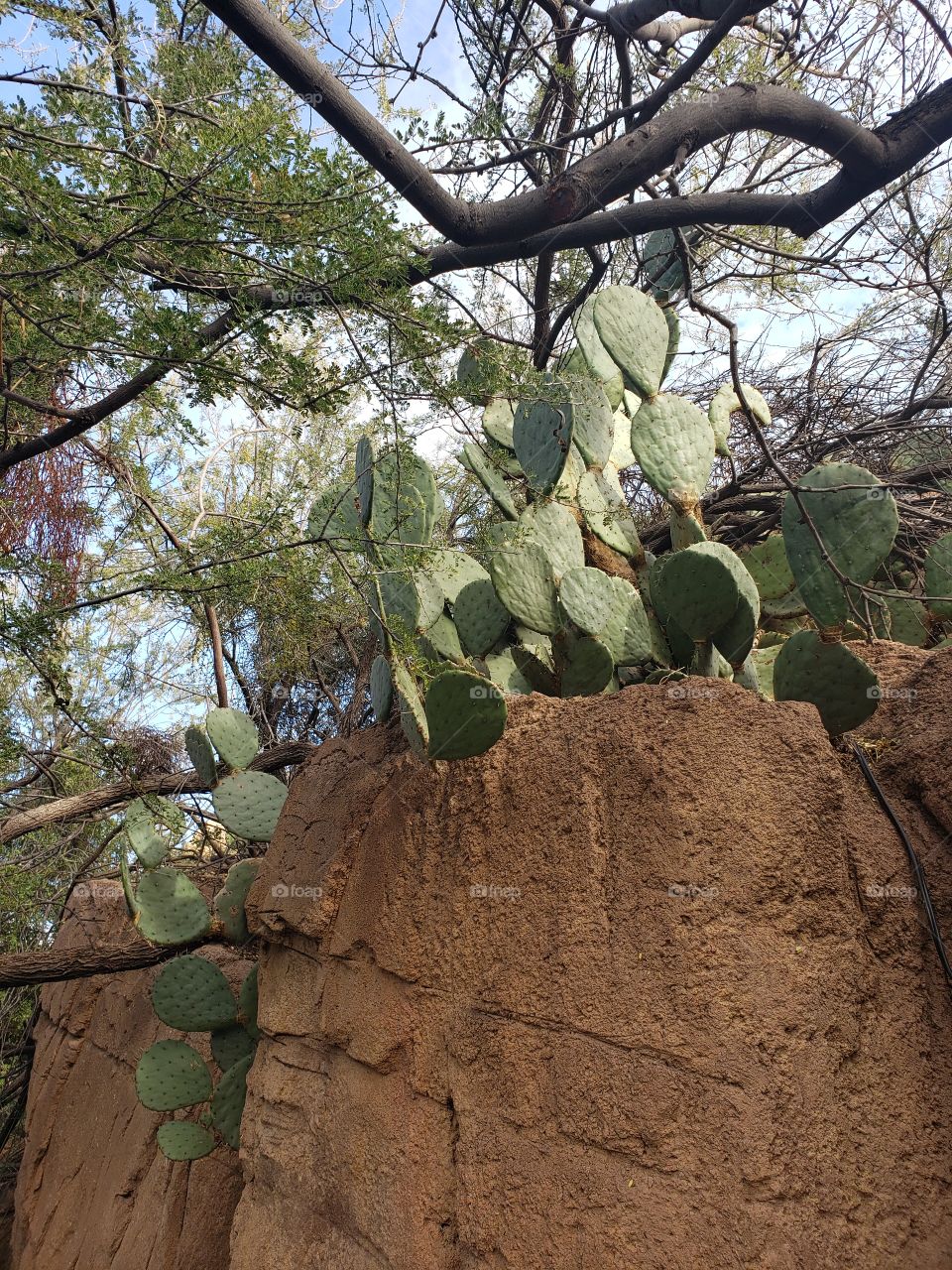 cactus growing in the rock