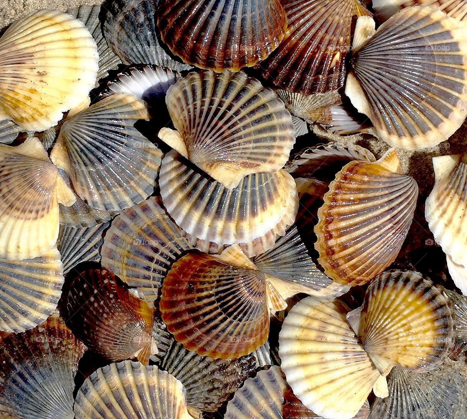 Scallop Mother Lode