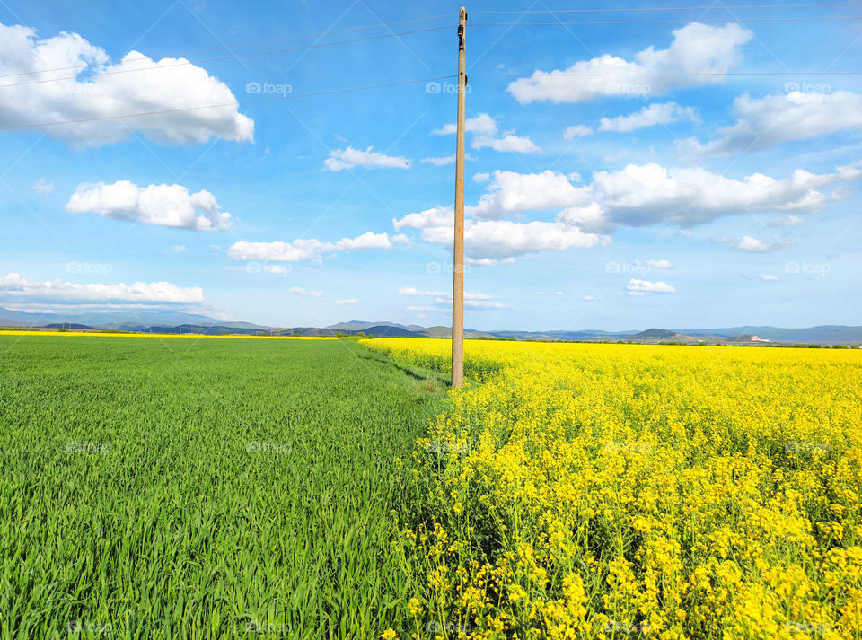 Field crops harmony