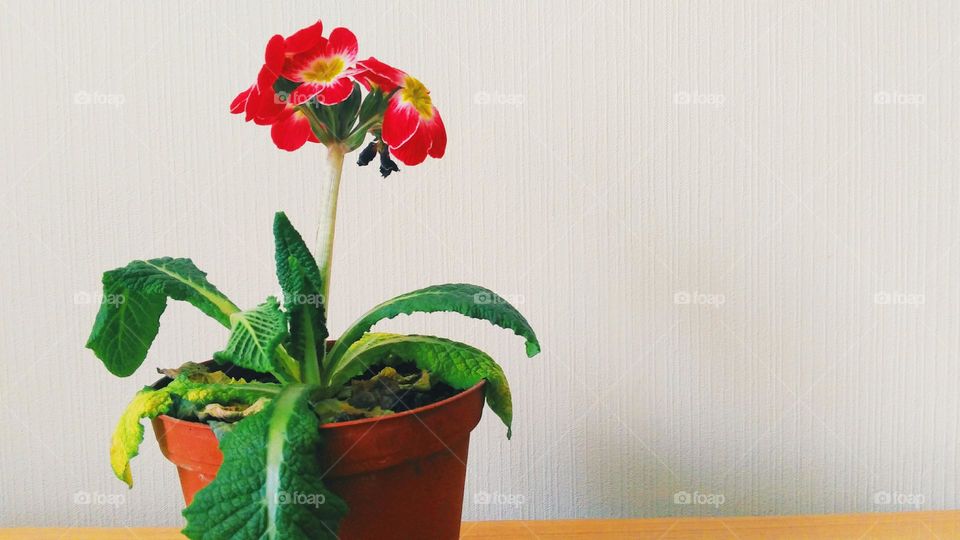 flowers in a vase