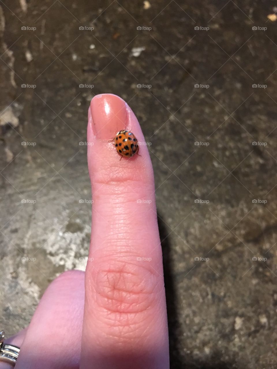 Ladybug 