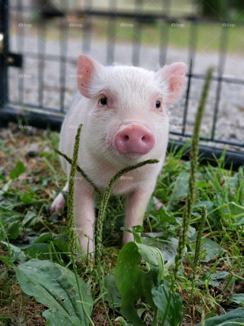 Mini pig in the grass. 