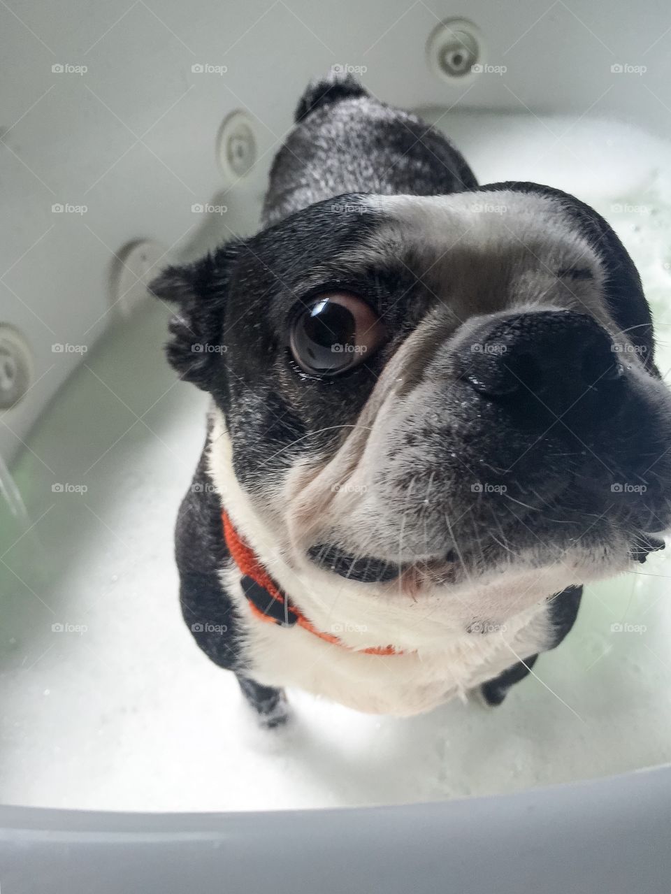 Doggie Bathtime