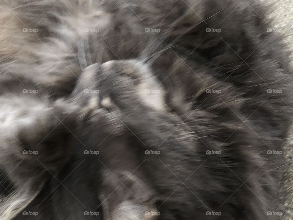 Cute gray kitty doing kitty things