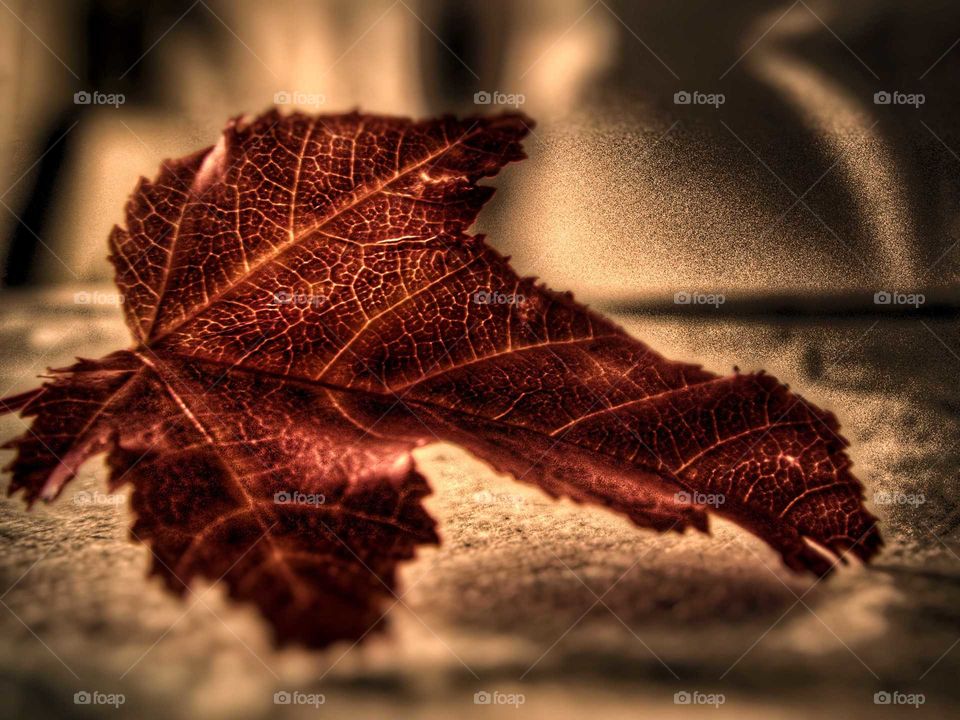 Autumn leaf