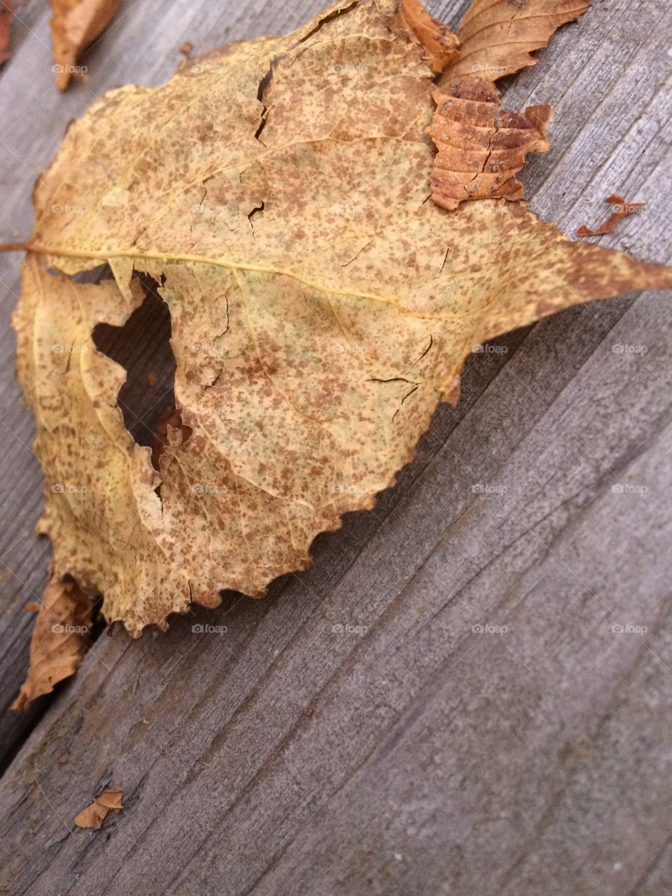 Dead leaf