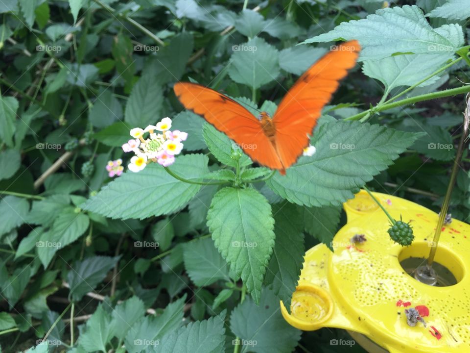 Butterfly world 