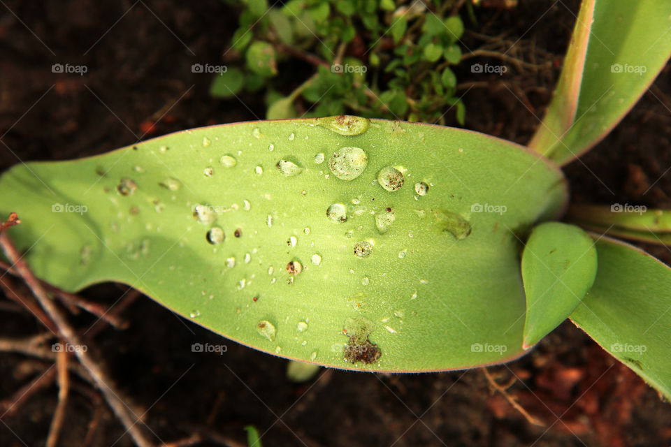 Leaf after heavy rain