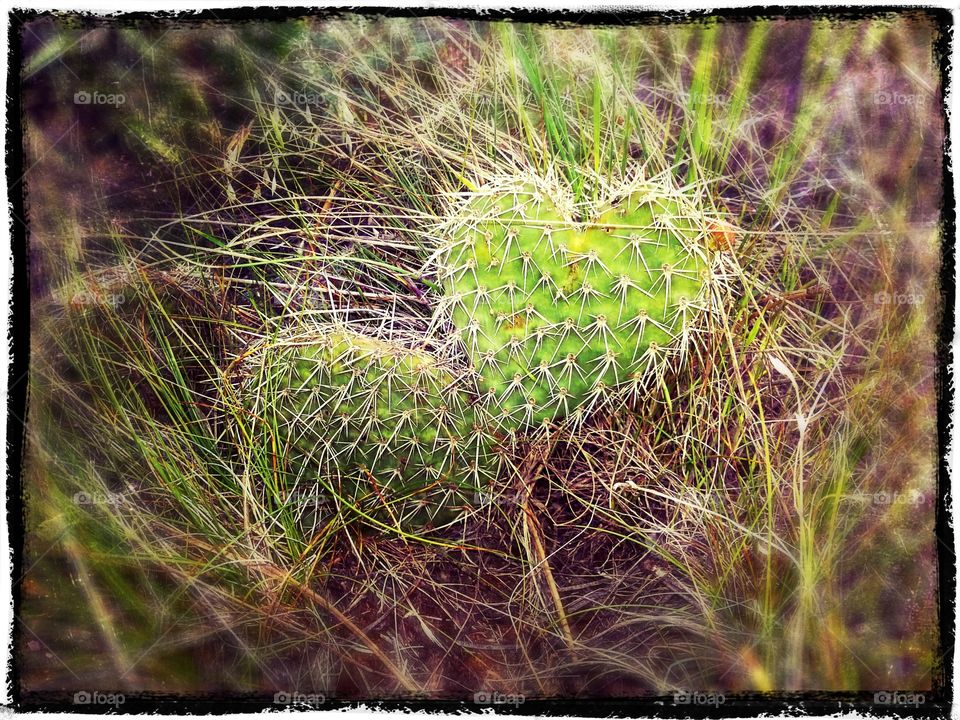 love hurts. Wildcats hike