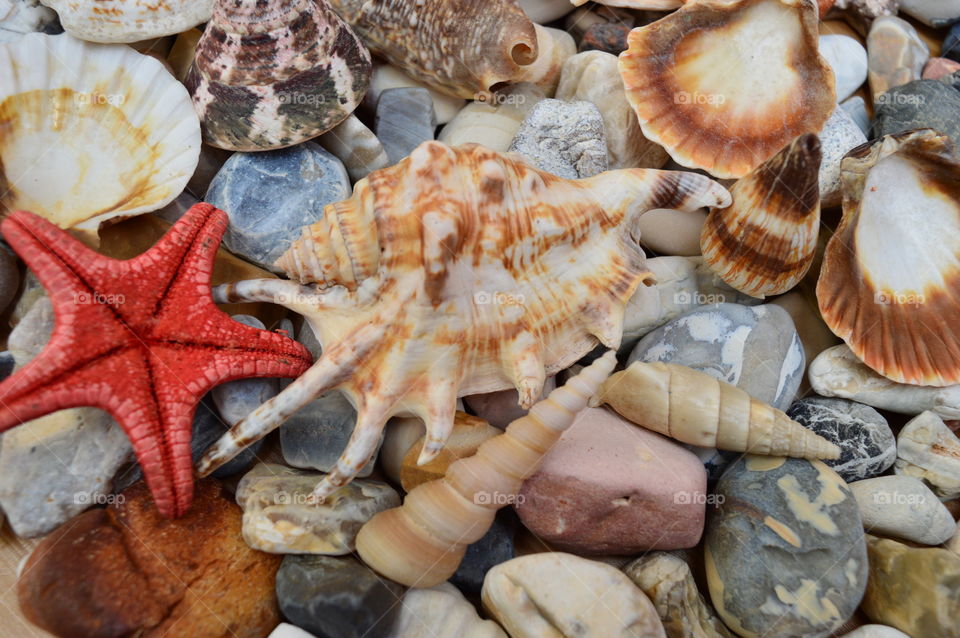 Variety of seashells at outdoors