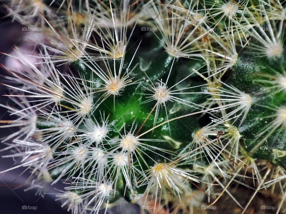 Macro photo of a green cactus growing in a pot