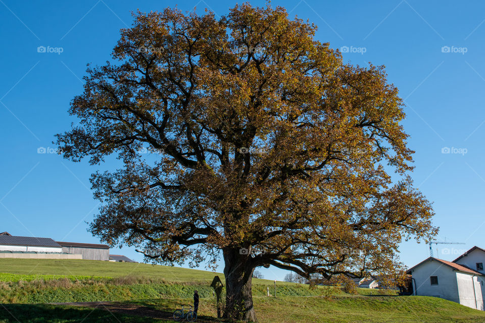 A Large Old Oak Tree as a Natural Monument