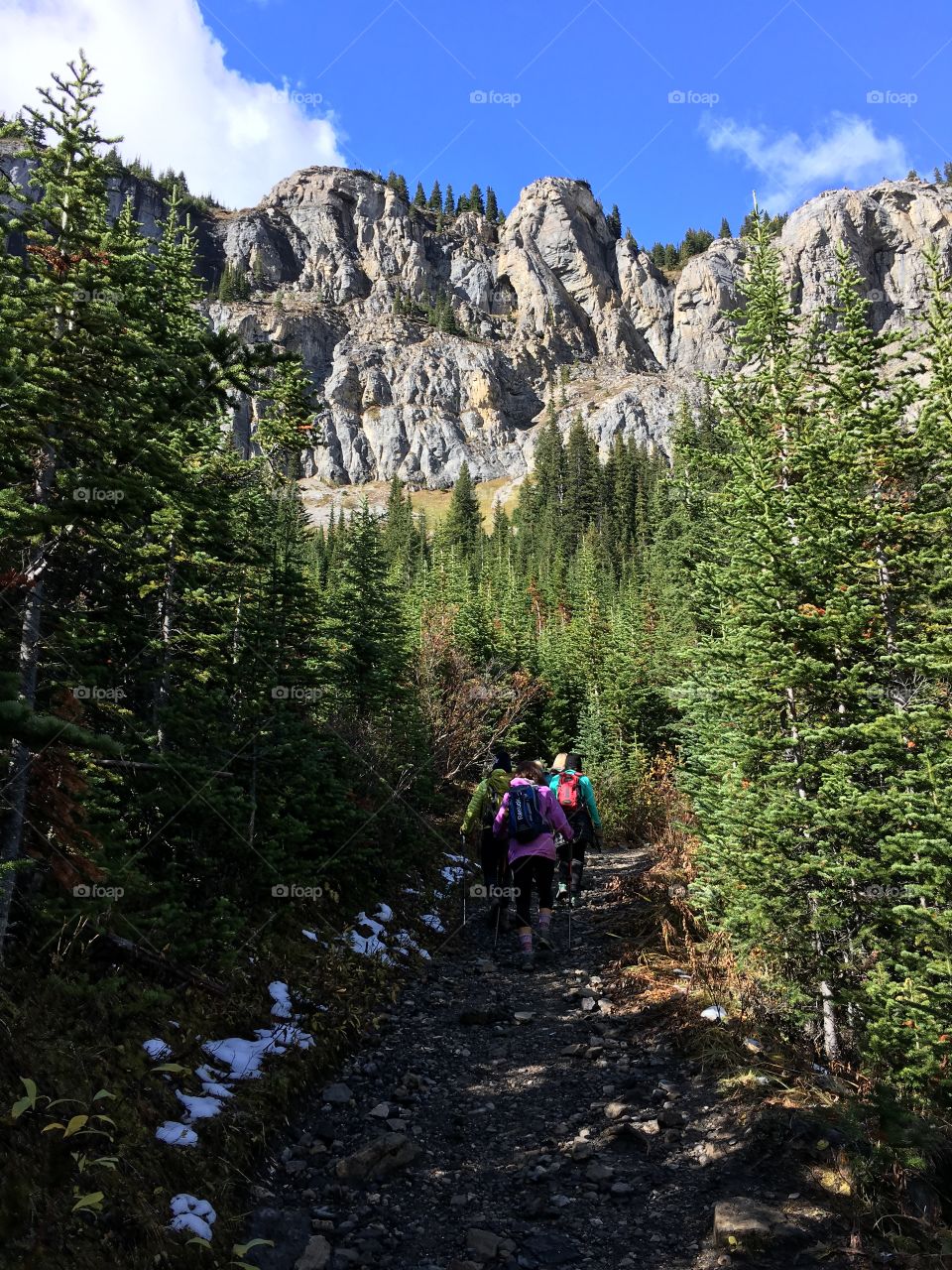 See the mountain through the forest