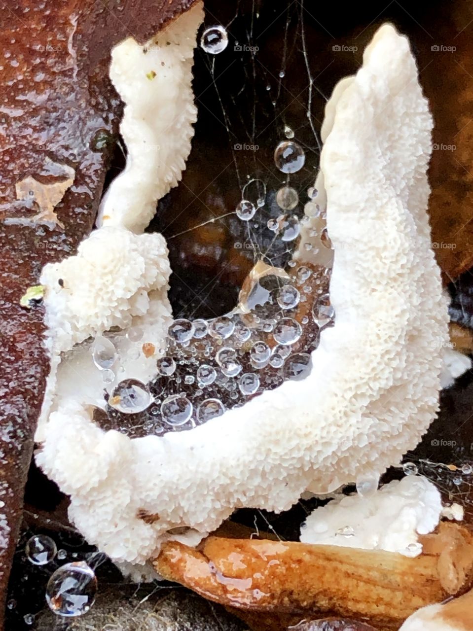 Tiny raindrops caught in a little mushroom fungus cup, found in a tree stump cache.  