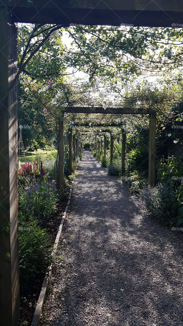 Beautiful rose arched garden pathway lined with flowers. Gravel path. Dappled shade. Rose tunnel.