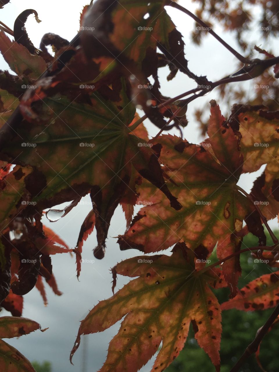 These leaves definitely say "Autumn".  They are perfect for a seasonal background, looking up at a gray sky.