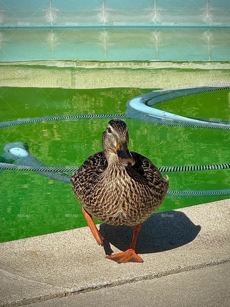 Mallard Duck Walking