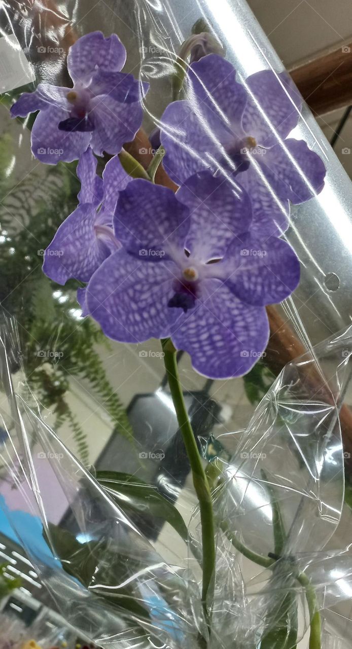 Orquidea  Vanda  é uma espécie  de orquidea  epífita,  que se desenvolve usando outras plantas como suporte, para o seu crescimento  e desenvolvimento.