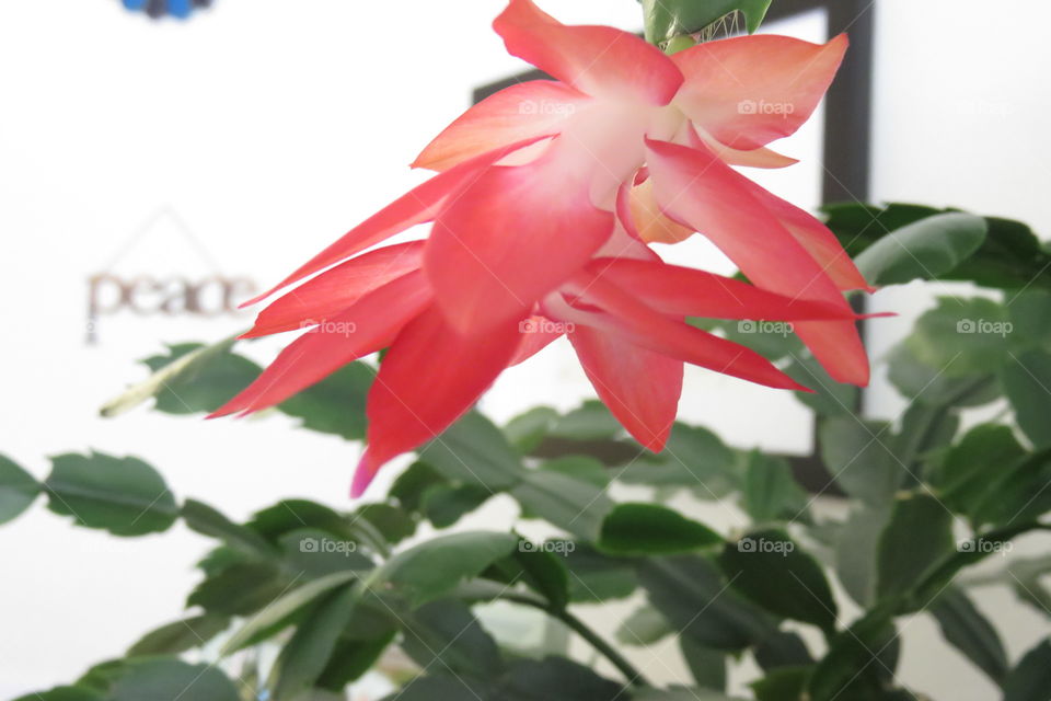 Christmas cactus