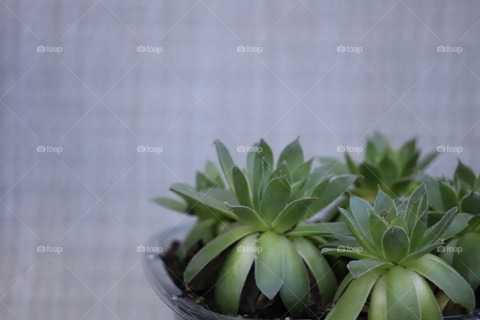 Succulents I a pot against grey background 