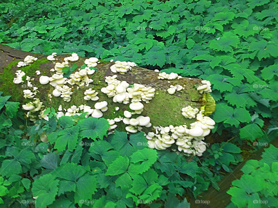 Mushrooms growing on old tree Log