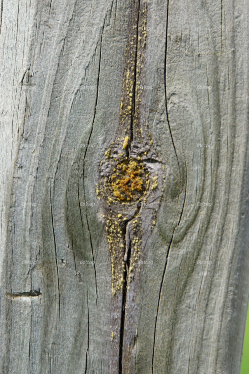 Macro photography of moss on a knot an a old wooden fence. Post 