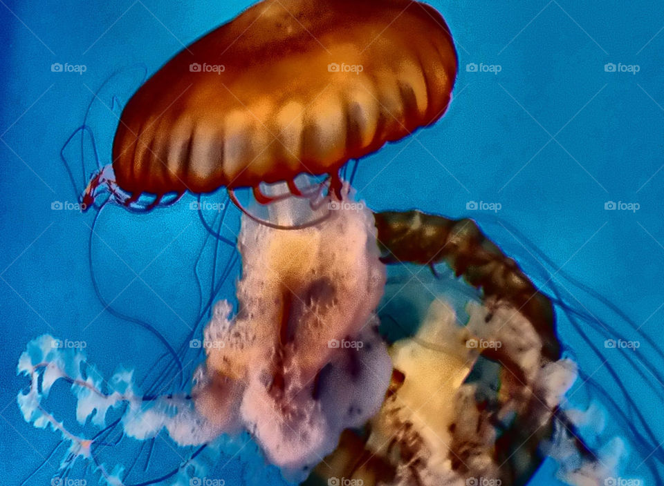 aquarium jellyfish by silkenjade