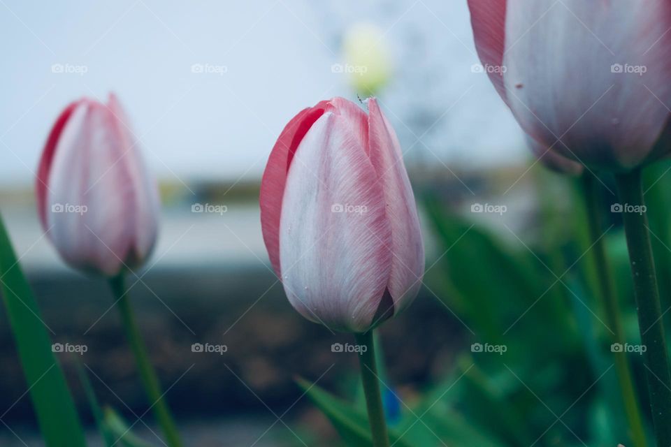 Tulip rose