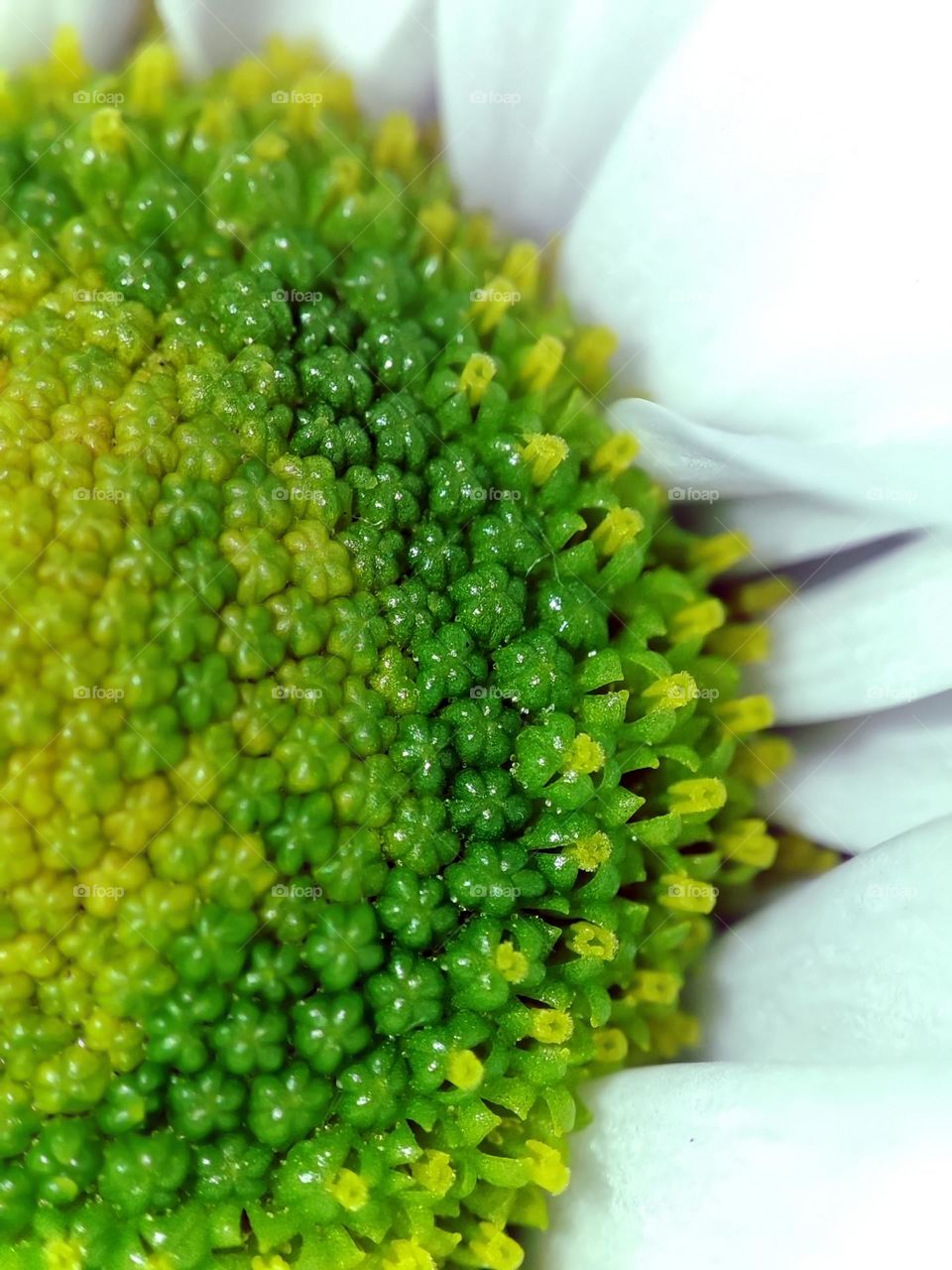 Macro photo of a flower growing in the garden