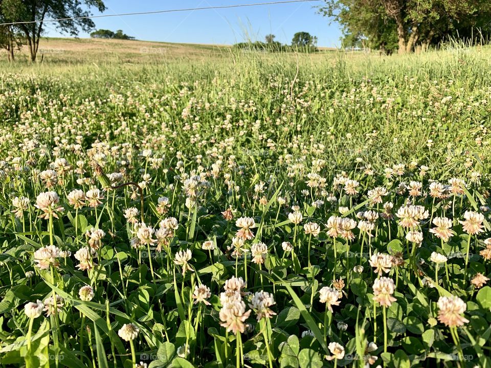 Low-angle view of a field of white clover on a sunny day in the country