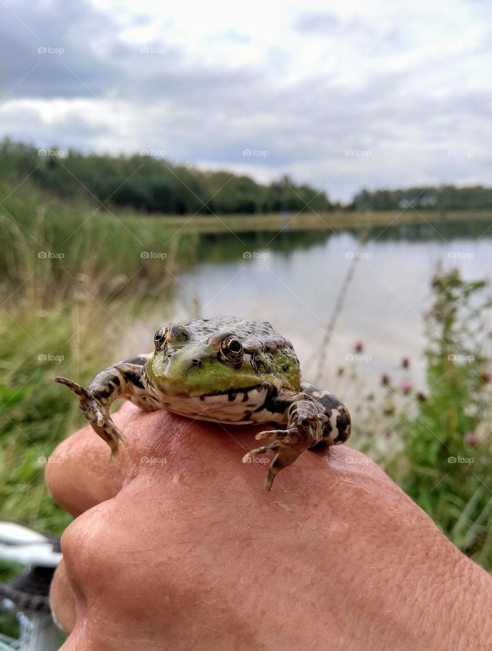 frog 🐸 on a hand person city lake animal