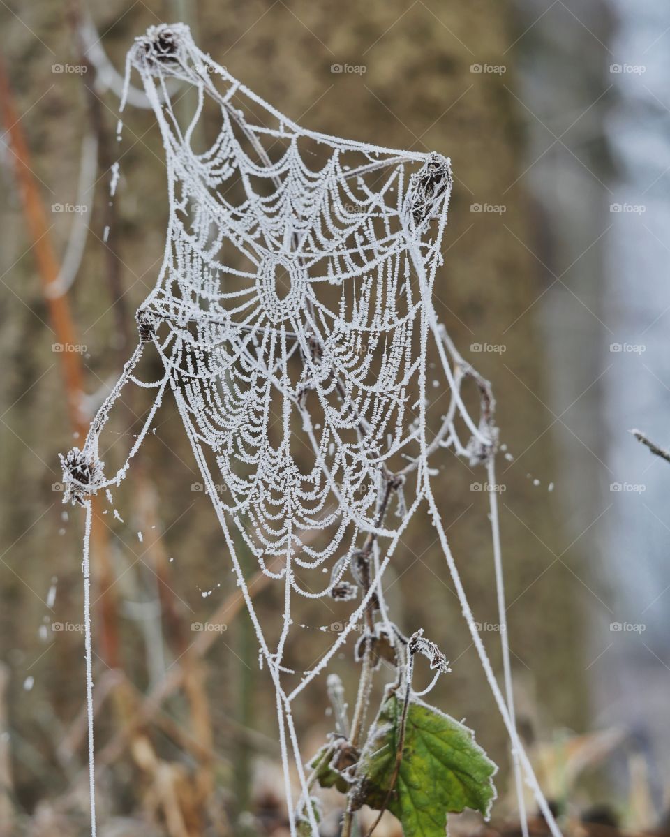 Icy spider web