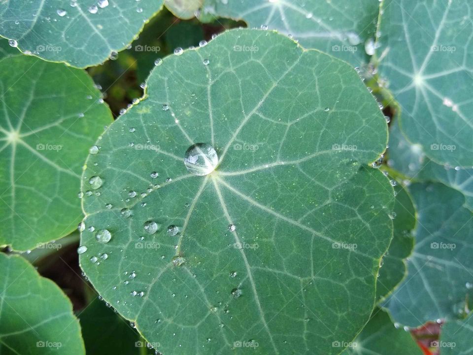 raindrops on the leaf #2