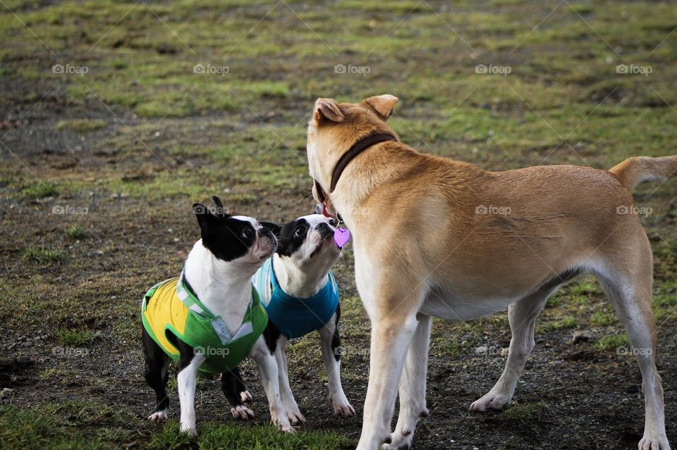 My Boston Terrier tag team was ready to take on this young pup who just wanted to play.  They are always on alert and like to tell bigger dogs who’s boss! All bark and no bite! 🐔