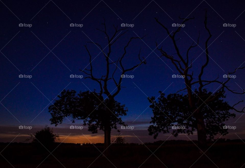 Tree silhouette in the sunset